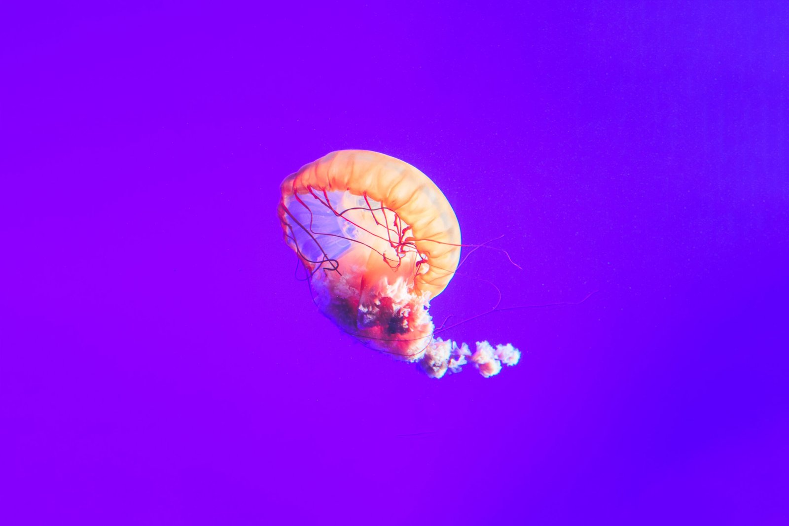 orange and red jellyfish